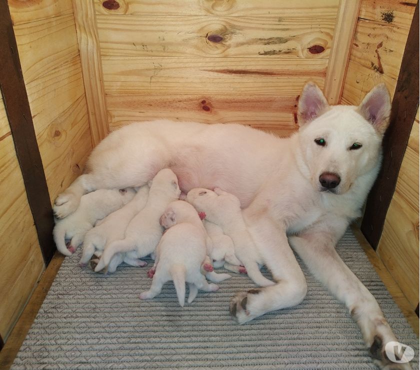 Filhotes de Akita inu