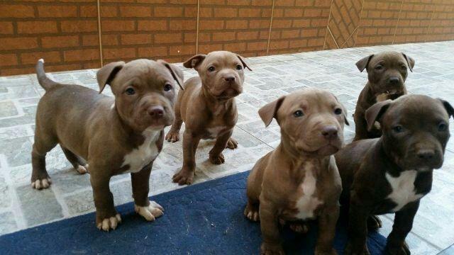 Filhotes de pit bull Red Nose qualidade