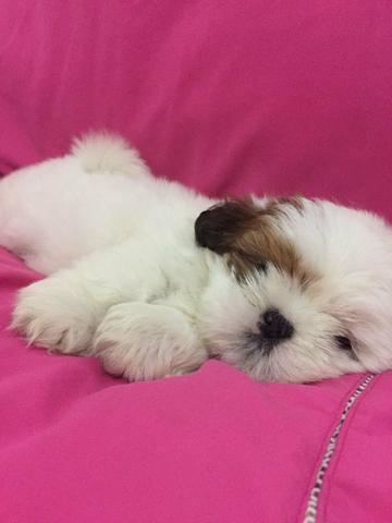 Filhotes lindos Shih Tzu