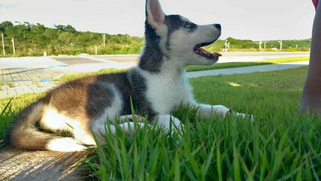 Husky Siberiano