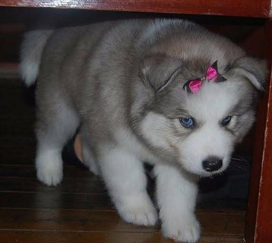 Husky Siberiano Fêmea