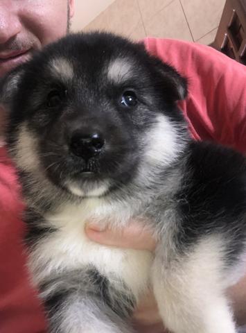 Husky siberiano