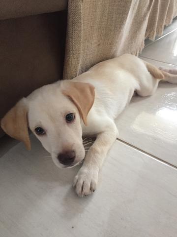 Labrador Retriver