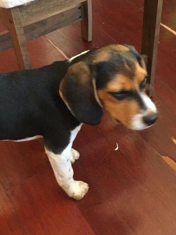 Mini Beagle