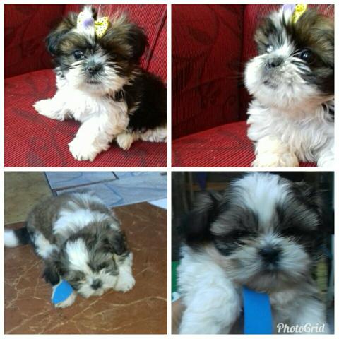 Não perca ! Lindo casal de Shih Tzu Tricolor