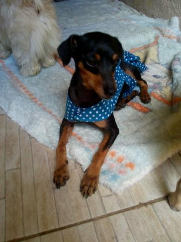Pinscher