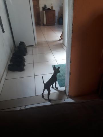 Pinscher N1