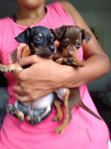 Pinscher fêmea e macho