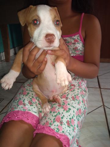 Pitbull 250 pra vender logo