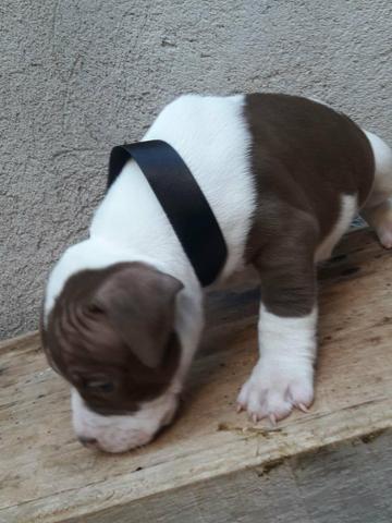 Pitbull American Staffordshire