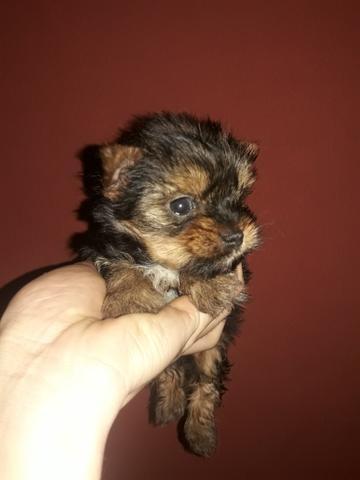 Real Micro Yorkshire Terrier o verdadeiro com menos de 1Kg