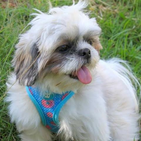 Shih Tzu