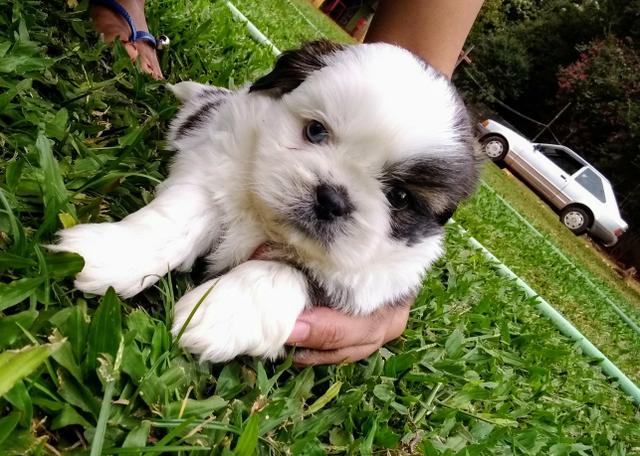 Shih tzu