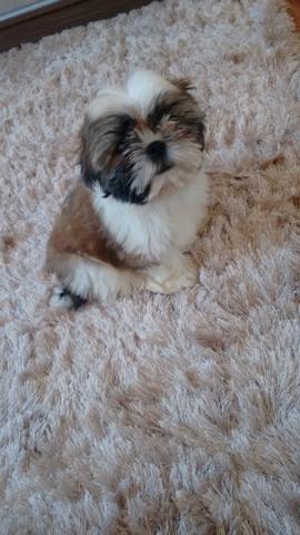 Shih tzu filhote