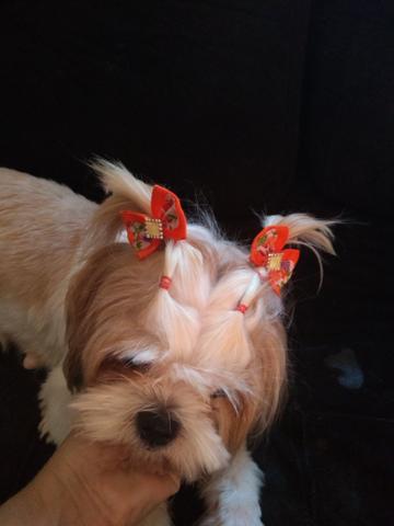 Shihtzu fêmea