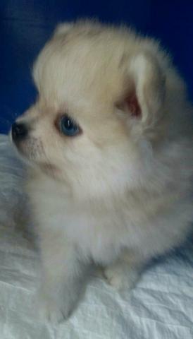 Spitz alemão anão
