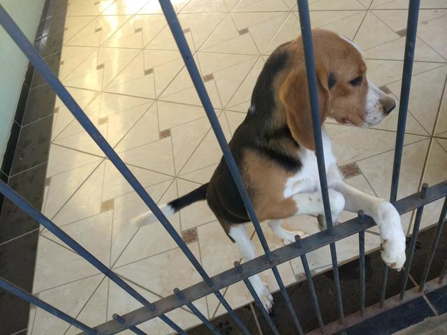 Vende-se beagle de 9 meses