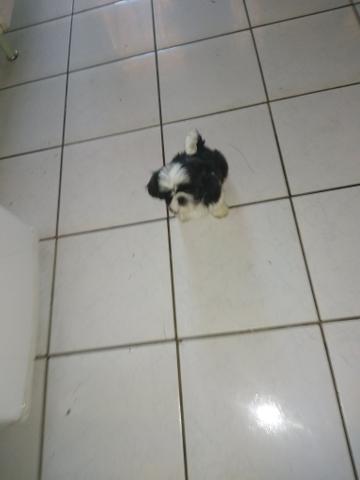 Vendo linda fêmea com duas doses de vacina