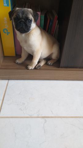 Vendo pug