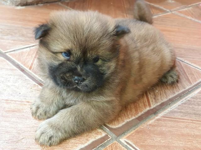Vendo troco