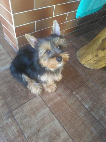 Yorkshire Terrier