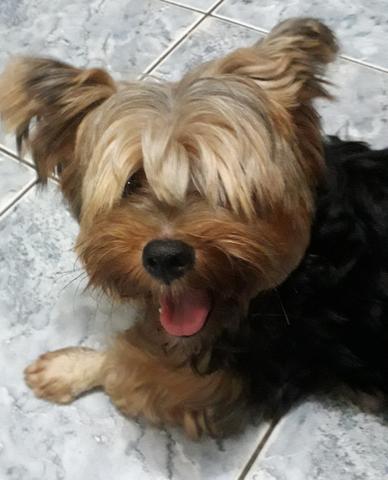 Yorkshire terrier