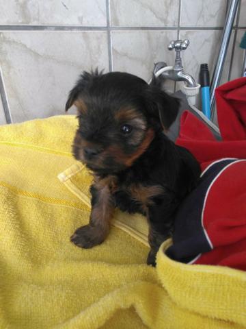 Yorkshire terrier Macho