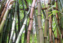 Como Fazer Artesanatos com Bambu