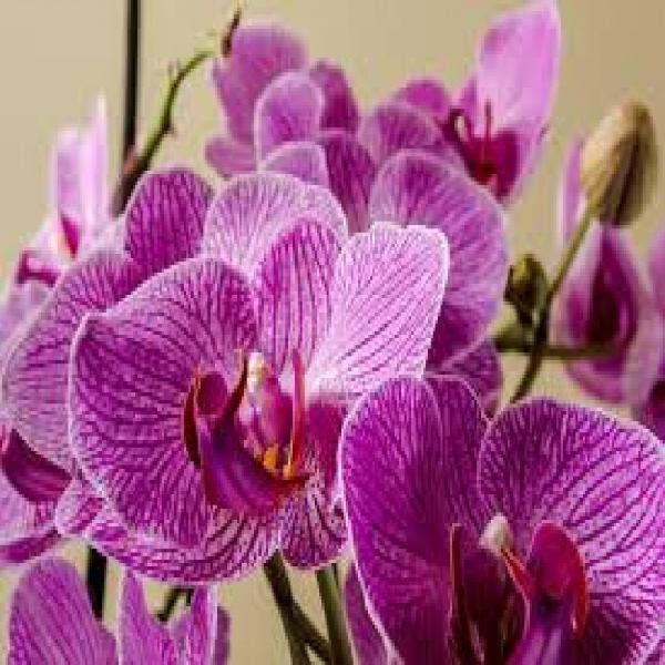 Como cultivar orquídeas