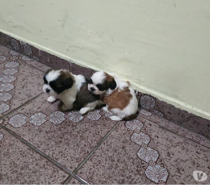 Filhotes de Shitzu macho e femea