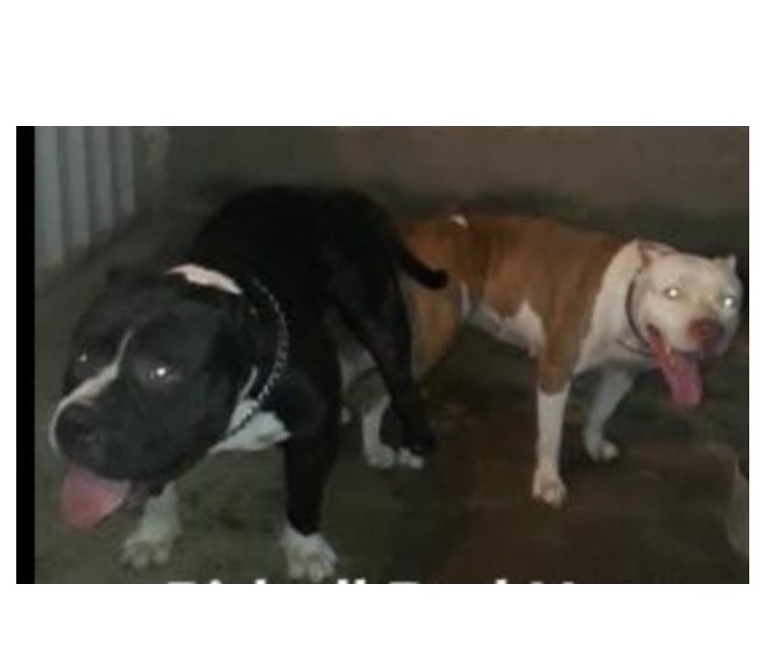 Pit Bull