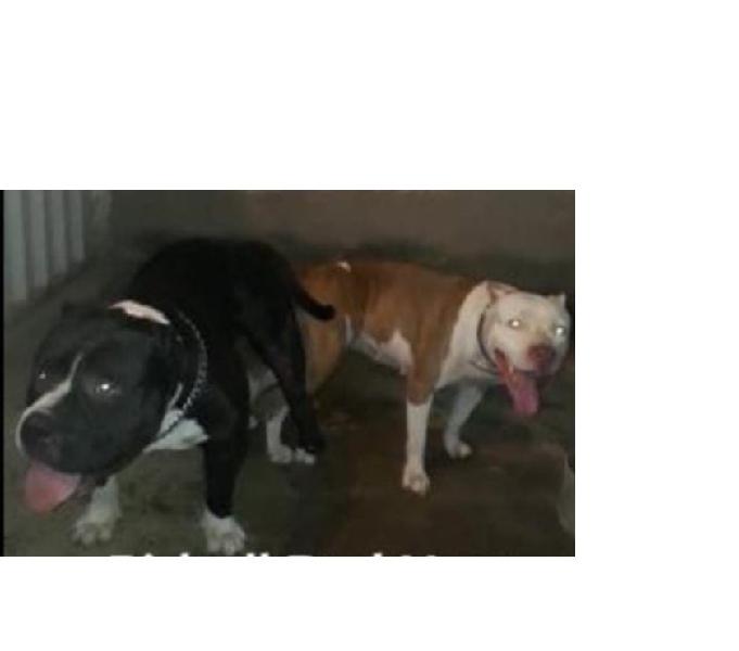 Pit bull