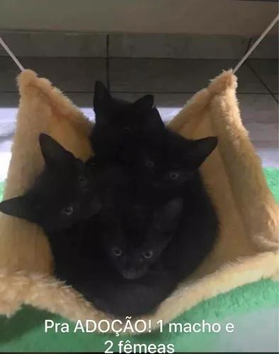 3 Gatos Pretos