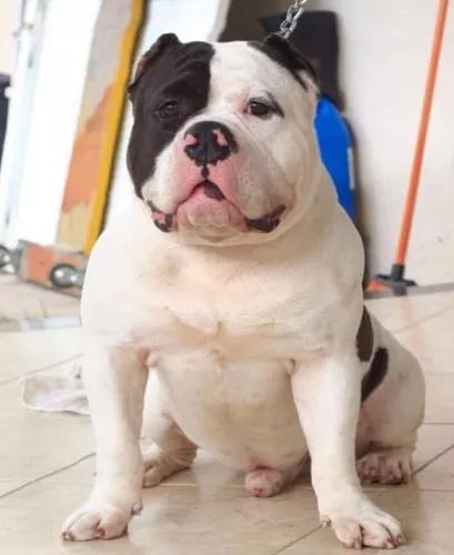 American Bully