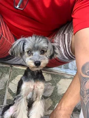 Cachorro
