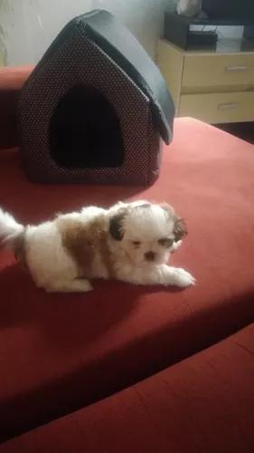 Cachorro Shih Tzu (Valor Pod