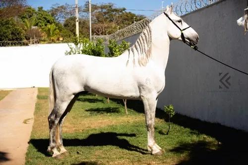 Cavalo Mangalarga Marchador - Cobertura