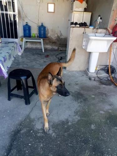 Cão Pra Adoção