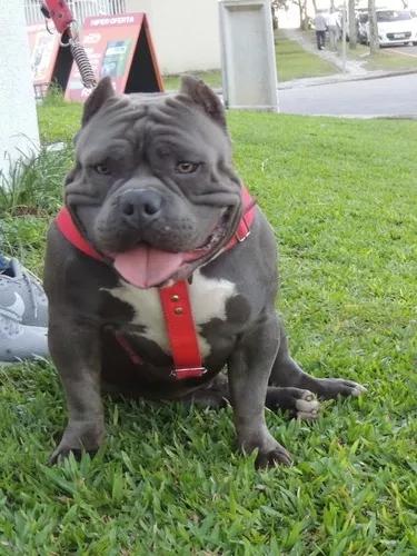 Cobertura American Bully