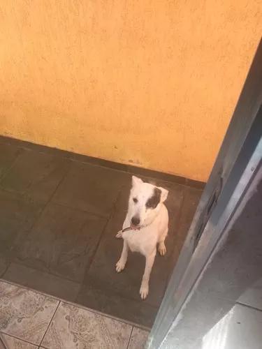 Doa Se Cachorro Mel Casa E Raçao