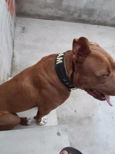 Estou Doando Este Pitbull De 11 Meses