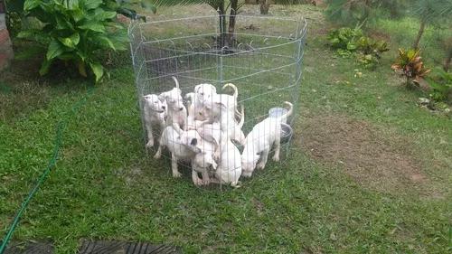 Filhotes De Dogo Argentino