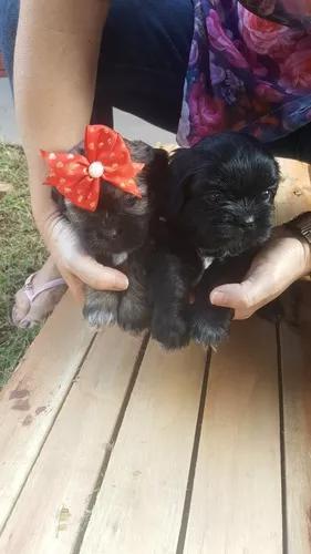 Filhotes Lhasa Apso (dourados-ms)