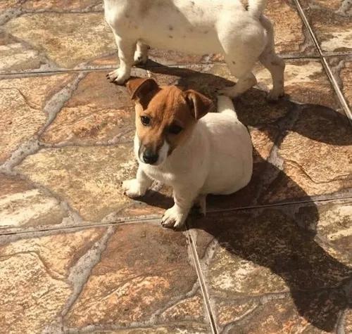 Jack Russell Terrier Filhote Pelo Curto Fêmea E Macho