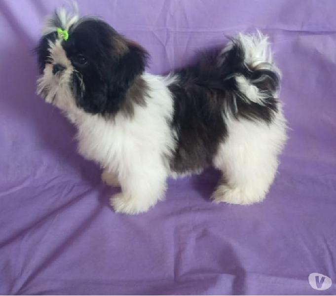 Linda Lhasa Apso Fêmea