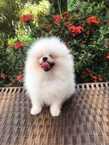 Lulu Da Pomerania