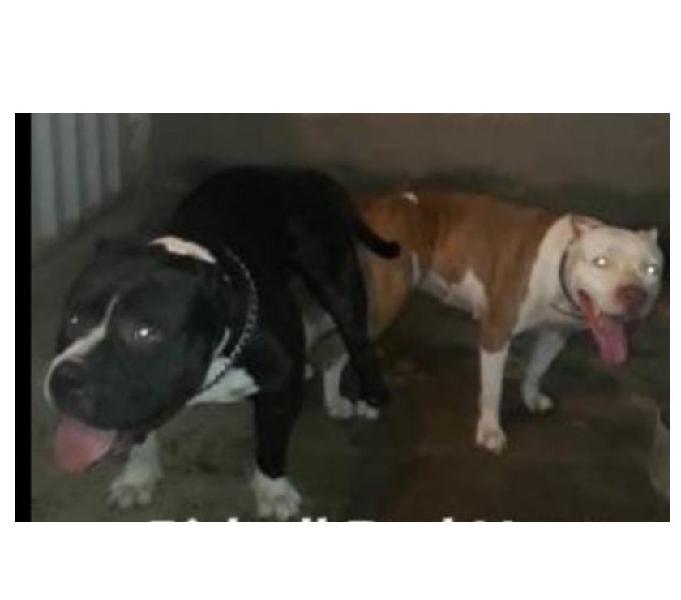 Pit Bull