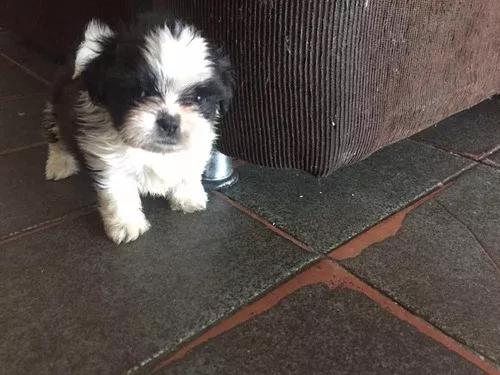 Shih Tzu Filhote Macho