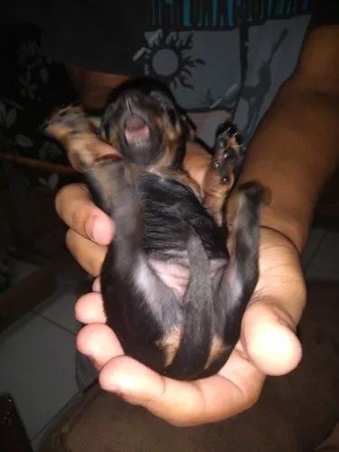 Vendo Casal De Pinscher 1