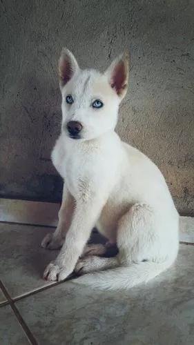 Vendo Filhothes De Husky Siberiano